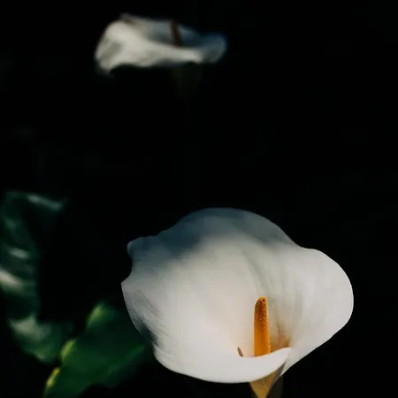 Дом отдыха Aspa's House